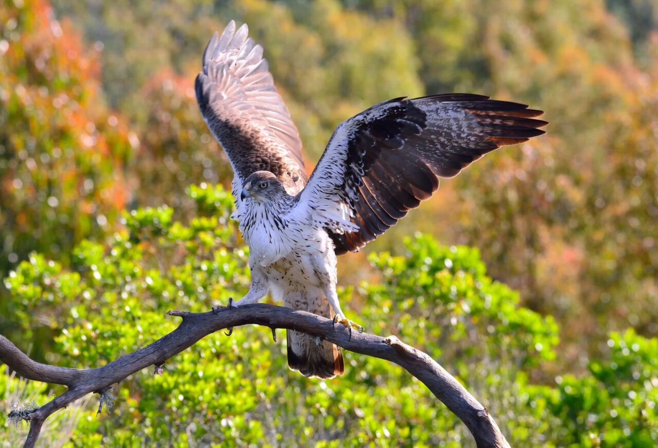 Observer en Crau des oiseaux remarquables - Coeur de la Provence Tourisme
